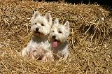 WESTIE 480